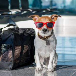 651433c978f2eevcil-hayvanla-seyahat-otel-seciminden-tasima-kutusuna-kadar-her-sey